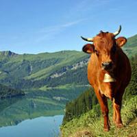 vache tarentaise